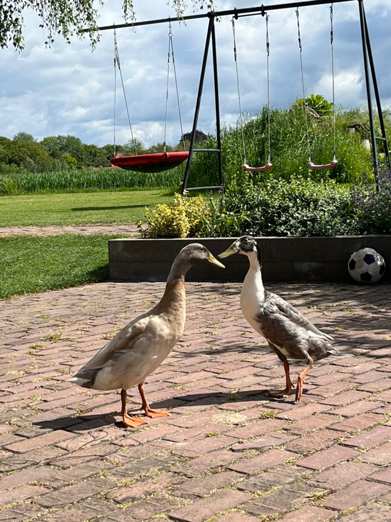 Loopeenden, Dieren en Toebehoren, Pluimvee, Meerdere dieren, Eend