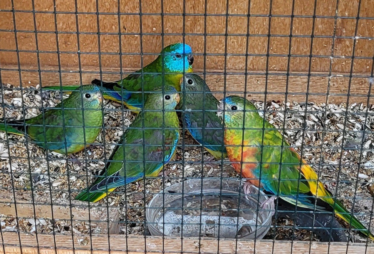 Turquoisine parkiet, Dieren en Toebehoren, Meerdere dieren, Parkiet, Geringd