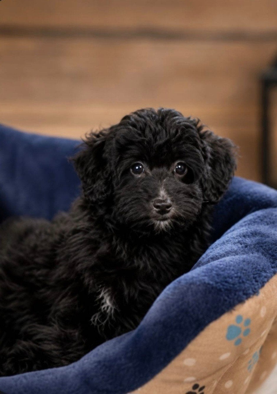 Prachtige Toy Poedel Pup            🩵💙 laatste Reutje 💙🩵, Poedel, Reu, 8 tot 15 weken, Parvo