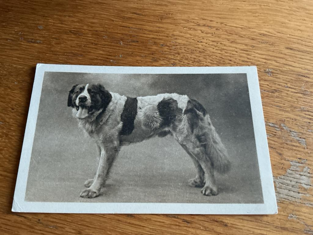 D46 hond, Ophalen of Verzenden, Overige thema's