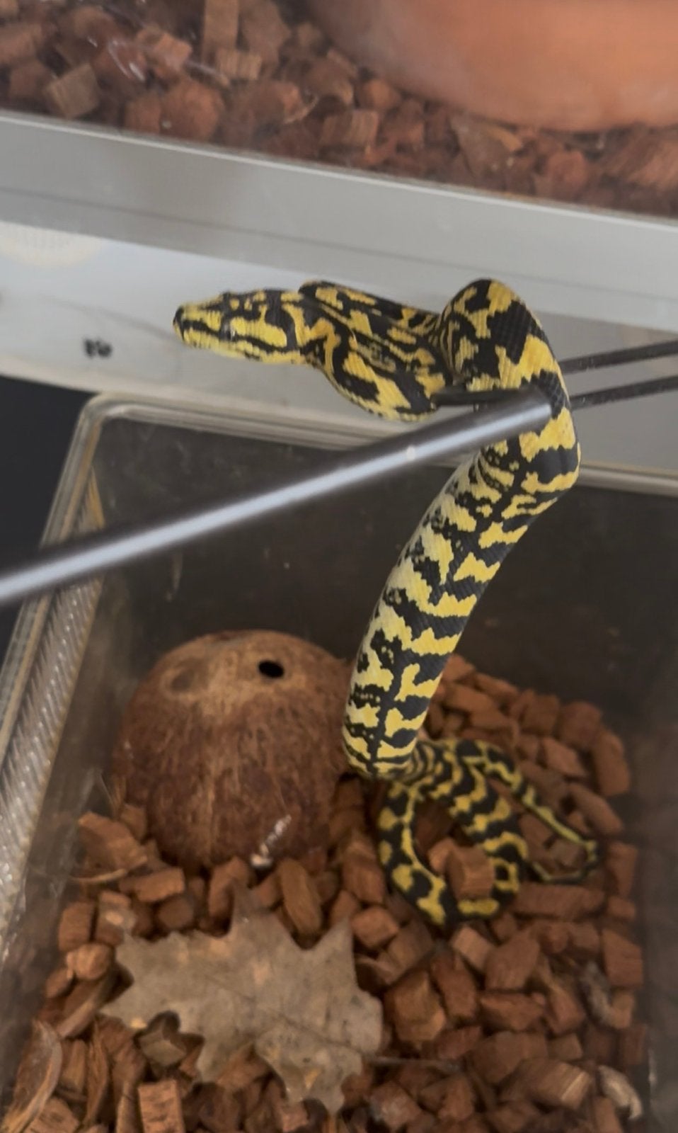 0.1 Morelia spilota cheynei zwart/geel Carpet Python - female for sale from Andre van Leijen