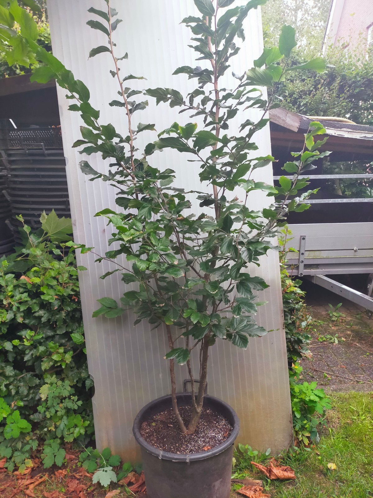 Parrotia persica 'Vanessa", Overige soorten, Lente, 100 tot 250 cm, Ophalen