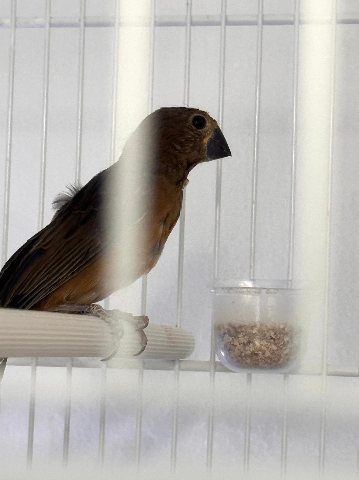 Twatwa  man, Dieren en Toebehoren, Mannelijk, Tropenvogel, Geringd