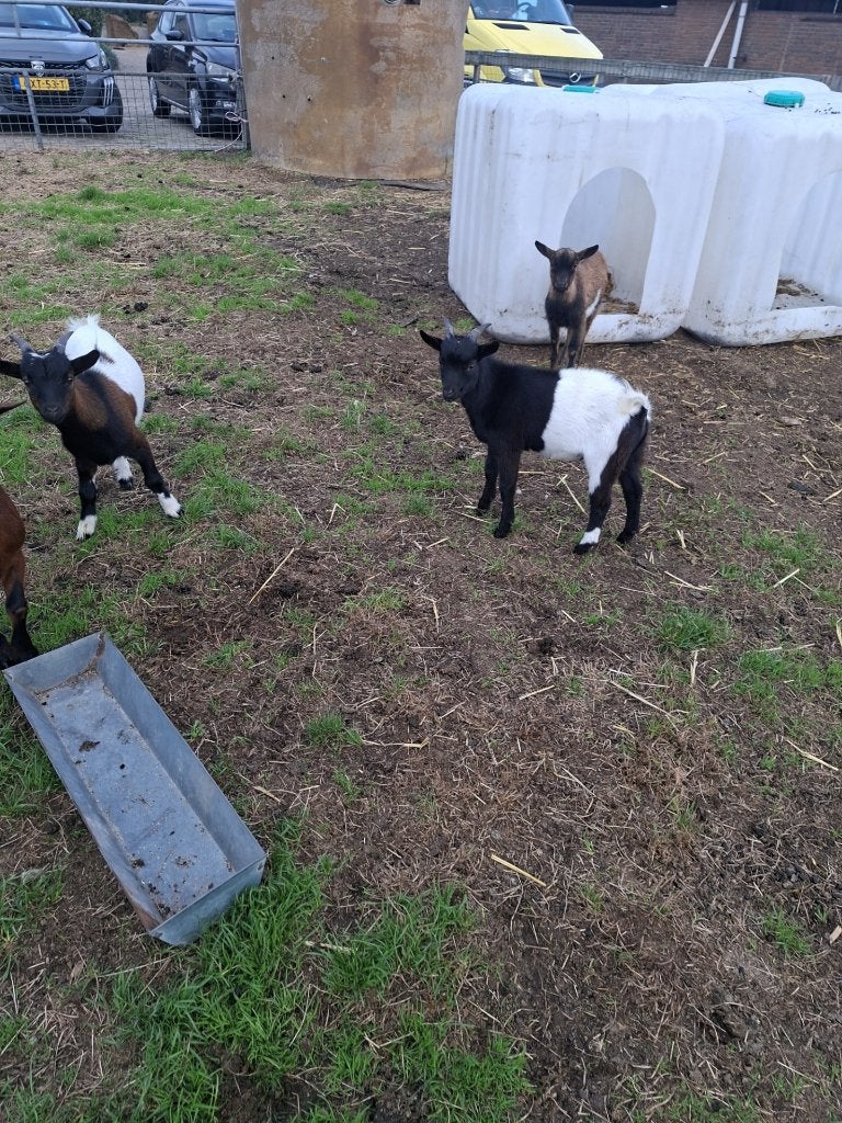 Dwerggeit bokjes, Dieren en Toebehoren, Mannelijk, Geit