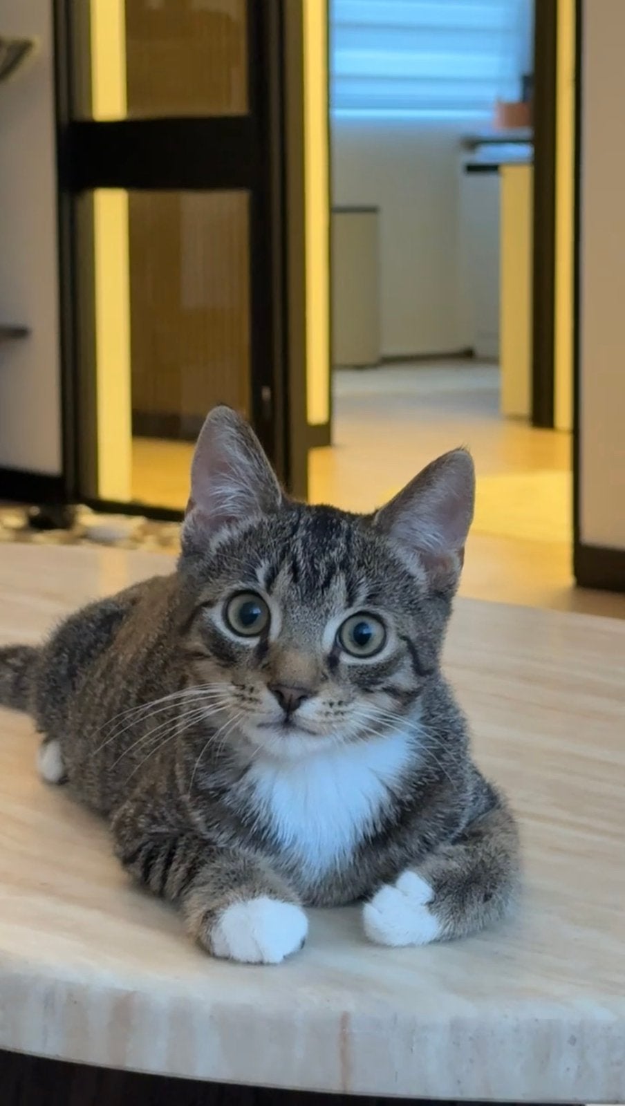 gratis Kitten, Dieren en Toebehoren, Katten en Kittens | Dekkaters