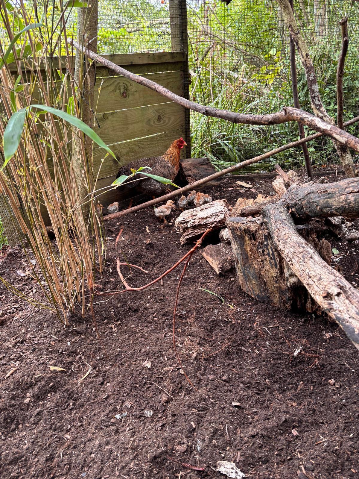 Bielefelder Kippen Kuikens, Dieren en Toebehoren, Pluimvee, Geslacht onbekend, Kip