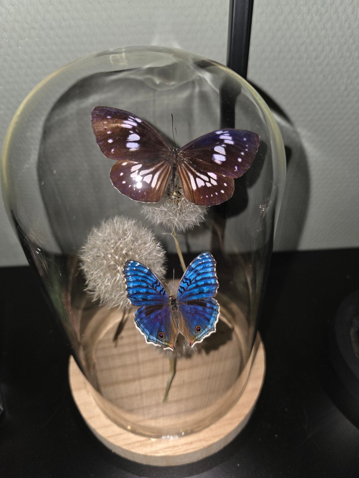 Prachtige Glazen Vlinderstolp, Verzamelen, Dierenverzamelingen, Ophalen, Nieuw, Insect, Opgezet dier