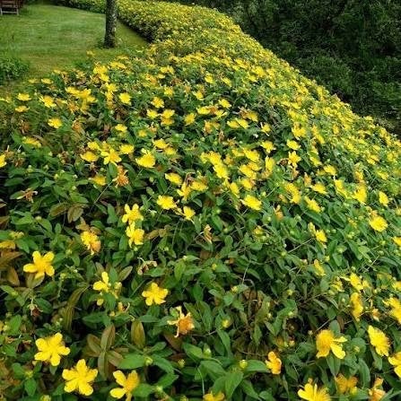 Hypericum moserianum en Calysinum. Bodembedekker P9 planten, Bodembedekkers, Vaste plant, Ophalen of Verzenden, Halfschaduw
