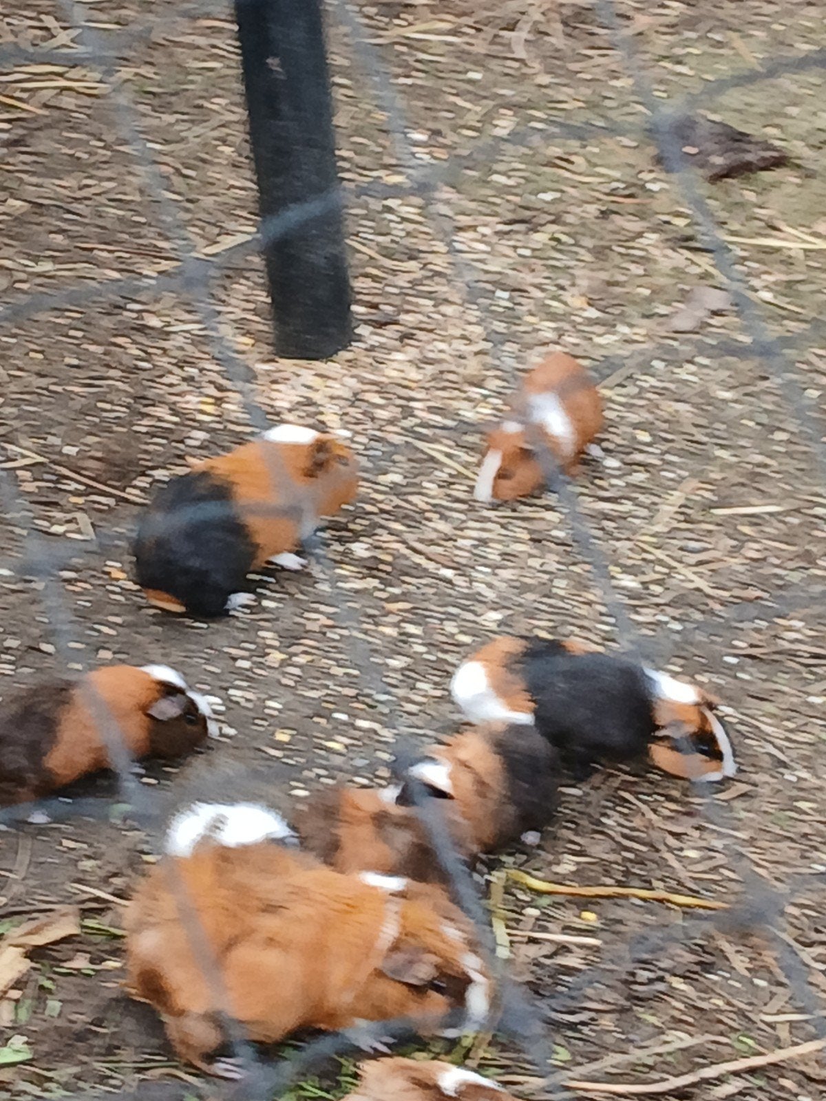 jonge cavia 's beertjes geboren 4 september, Dieren en Toebehoren, September, Mannelijk, Cavia