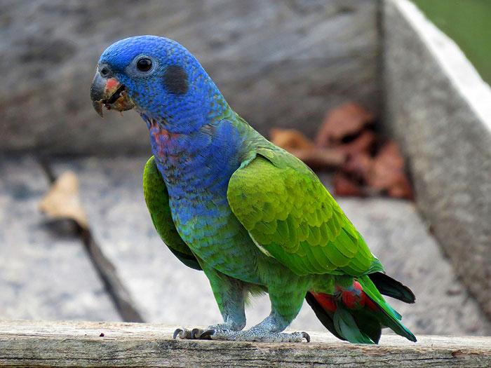 Blauwkop pionus gezocht (Pionus Menstruus/Blue headed parrot, Dieren en Toebehoren, Meerdere dieren, Parkiet