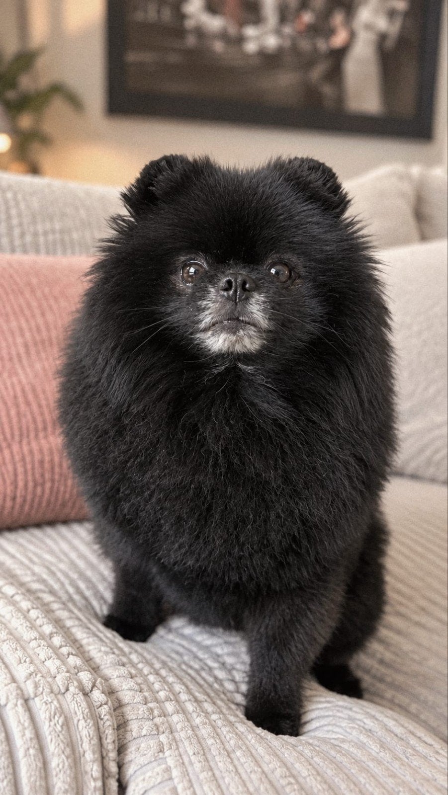 dekreu Pomeriaan  Pompiaan, Reu, CDV (hondenziekte), Eén hond, 3 tot 5 jaar