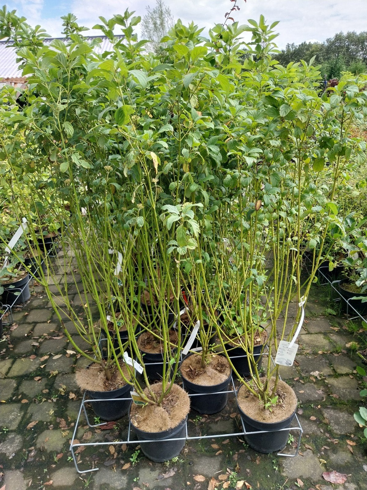 Cornus Flaviramea - Geelgestreepte Kornoelje, Ophalen, Overige soorten