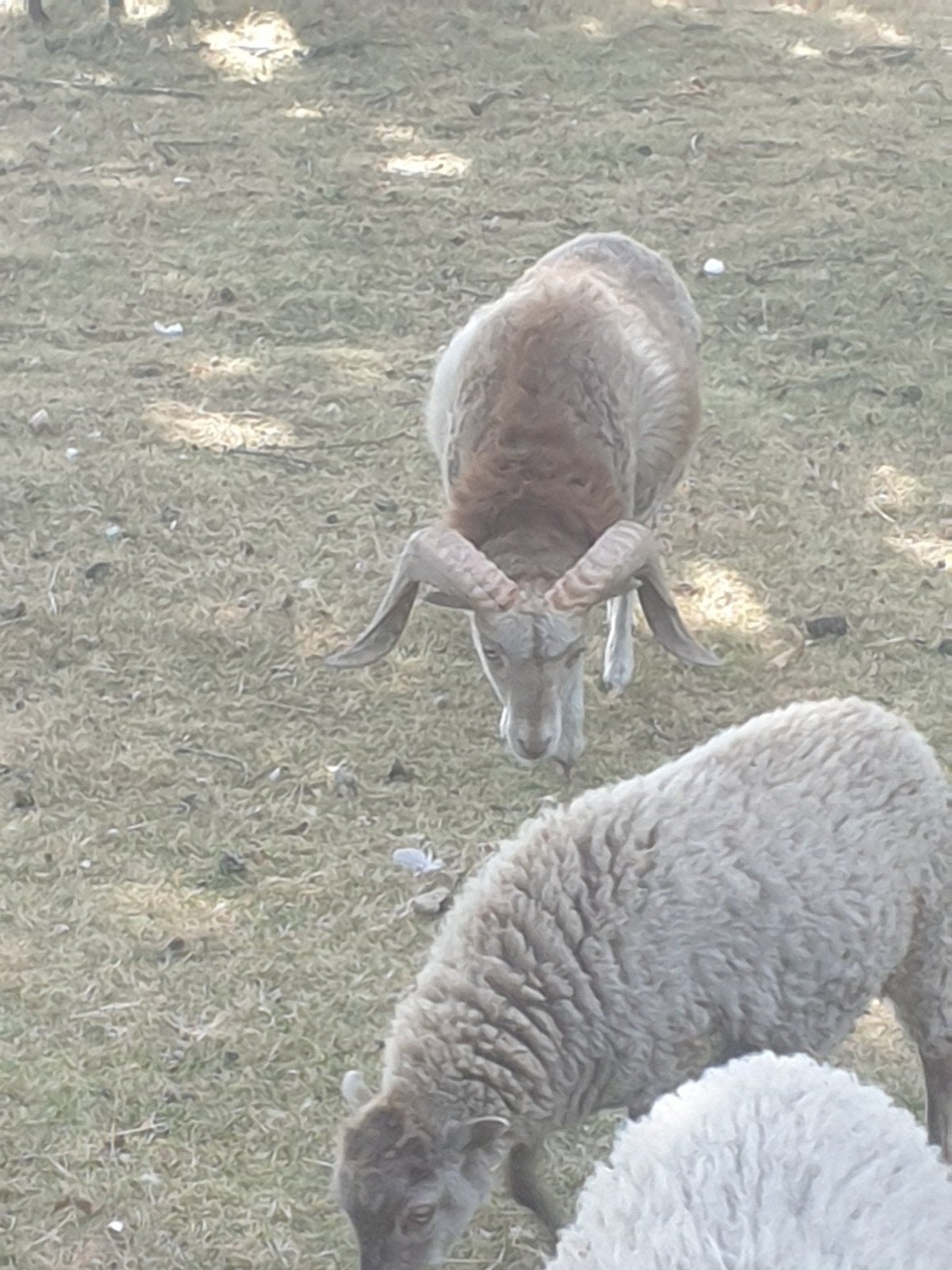 Ouessant ram, 1 jaar oud, Dieren en Toebehoren, Schapen, Geiten en Varkens, Mannelijk, Schaap, 0 tot 2 jaar