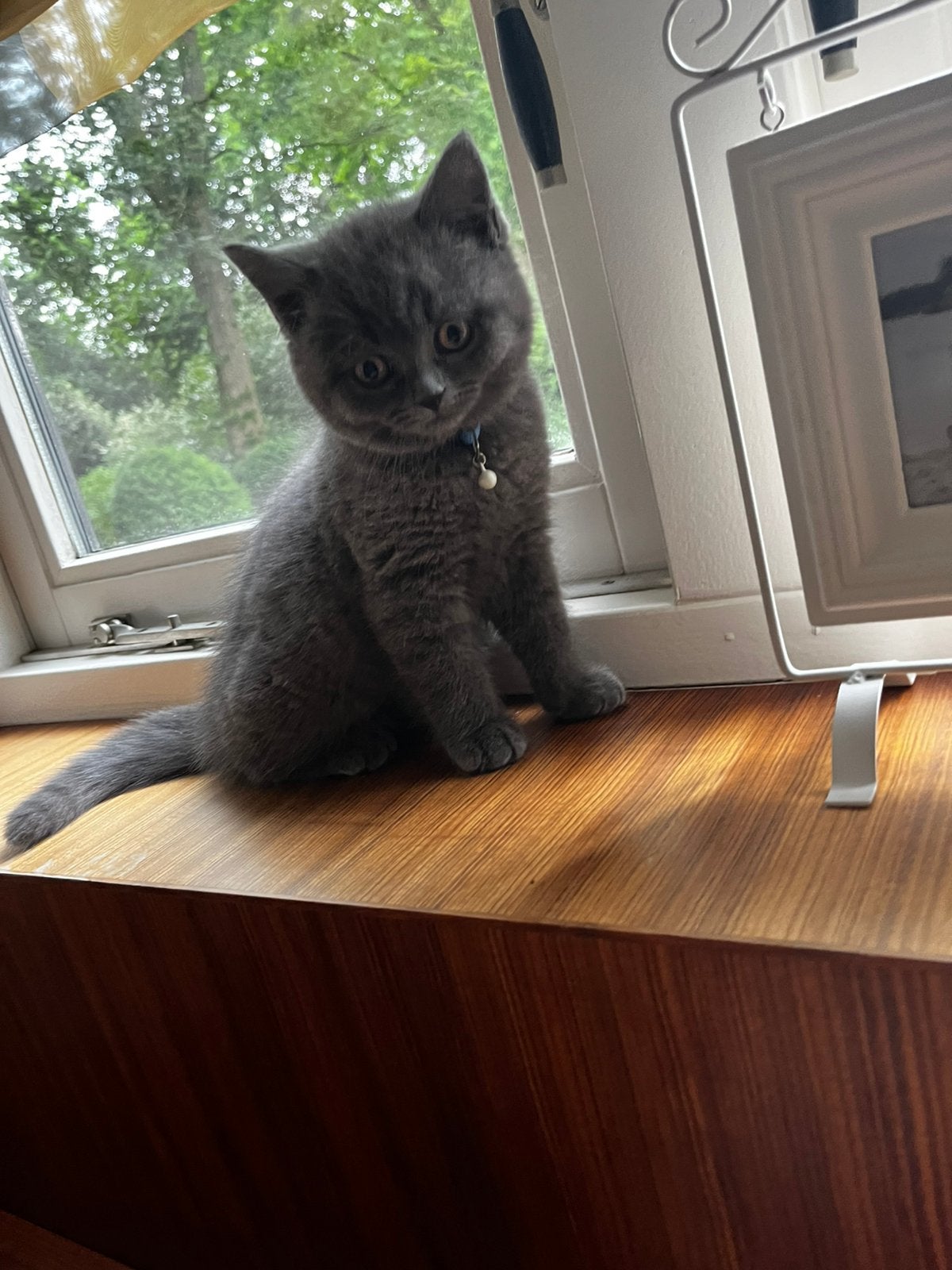 Grijze Britse korthaar kitten katertje raszuiver, Dieren en Toebehoren, Kater, 0 tot 2 jaar