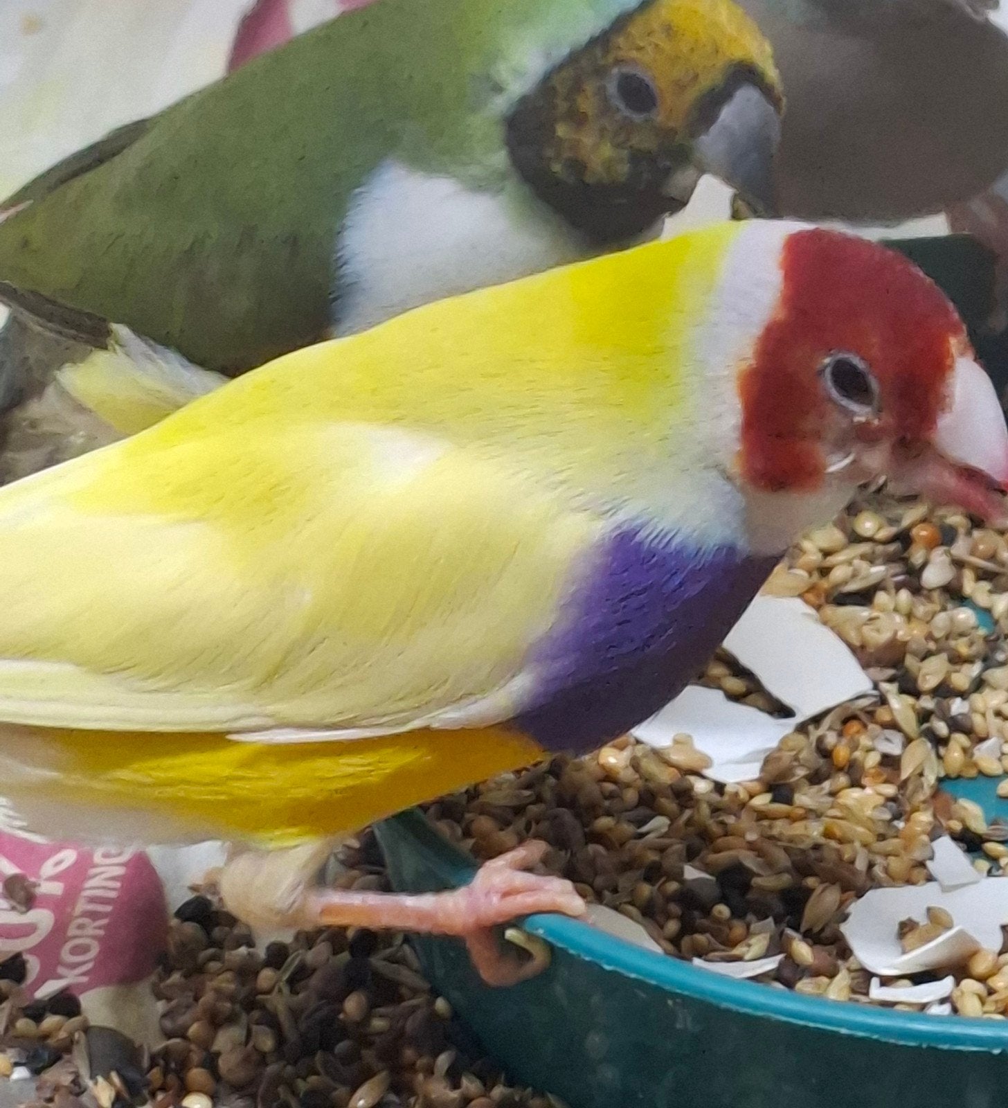 koppel Gouldamedine geel, Meerdere dieren, Tropenvogel, Geringd