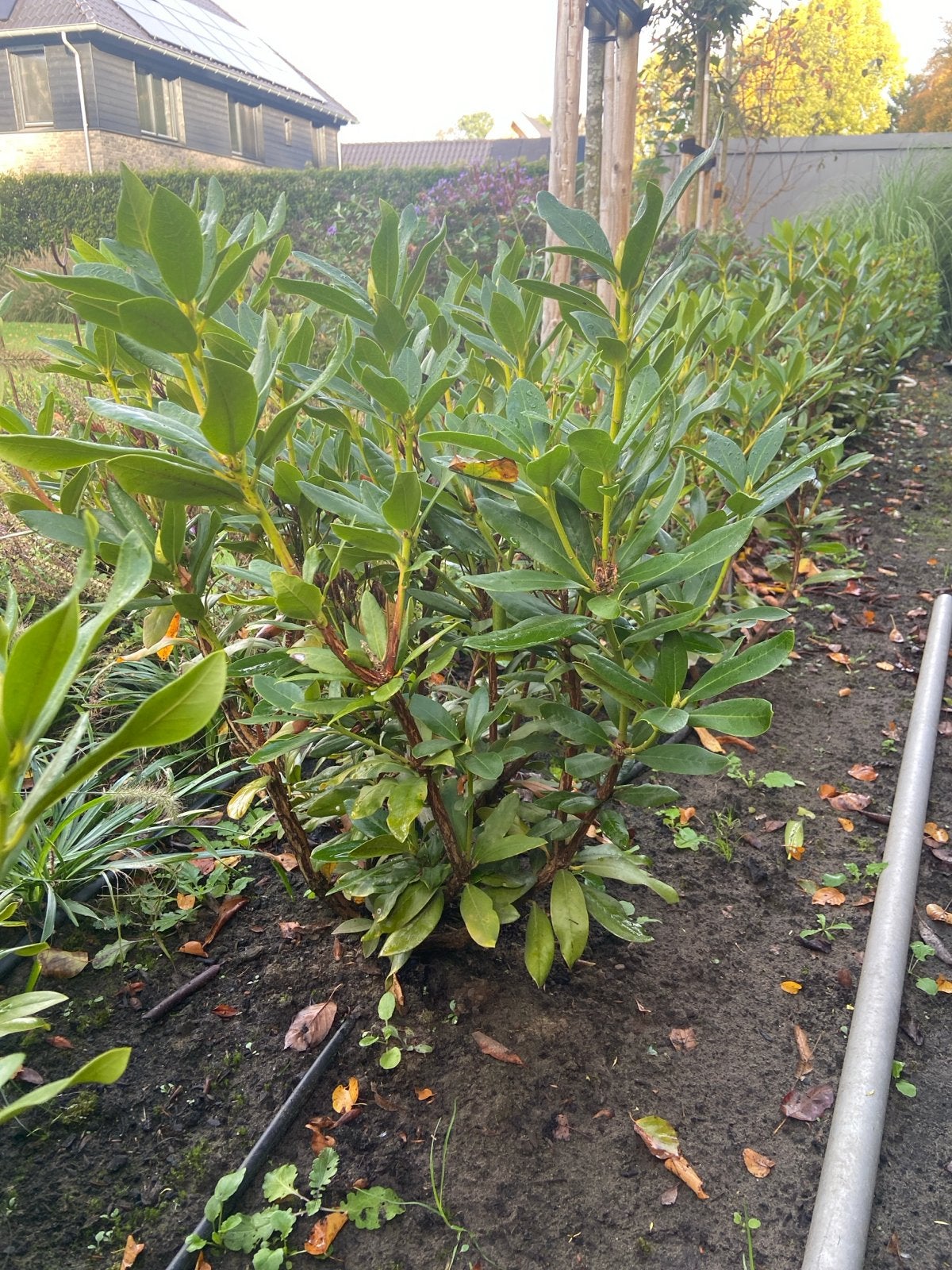 Rhododendron 'Cunningham's White' 70- 90 cm, Tuin en Terras, Ophalen of Verzenden, Rhododendron, Minder dan 100 cm