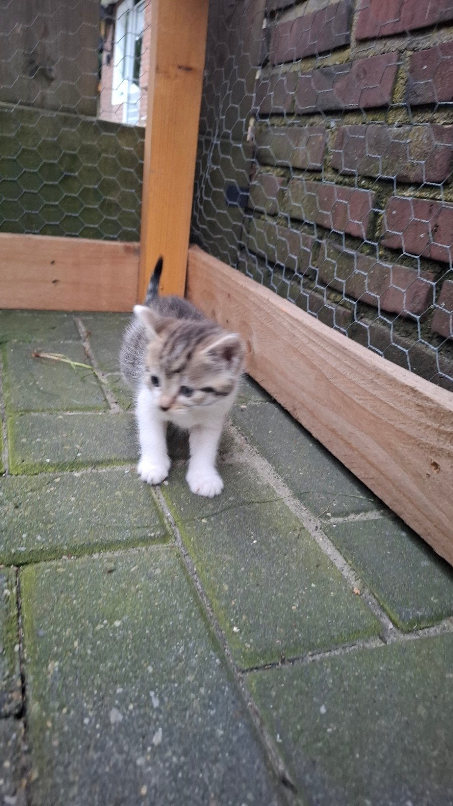boerderijkittens,  nog 2 poesjes beschikbaar., Dieren en Toebehoren, Meerdere dieren, 0 tot 2 jaar