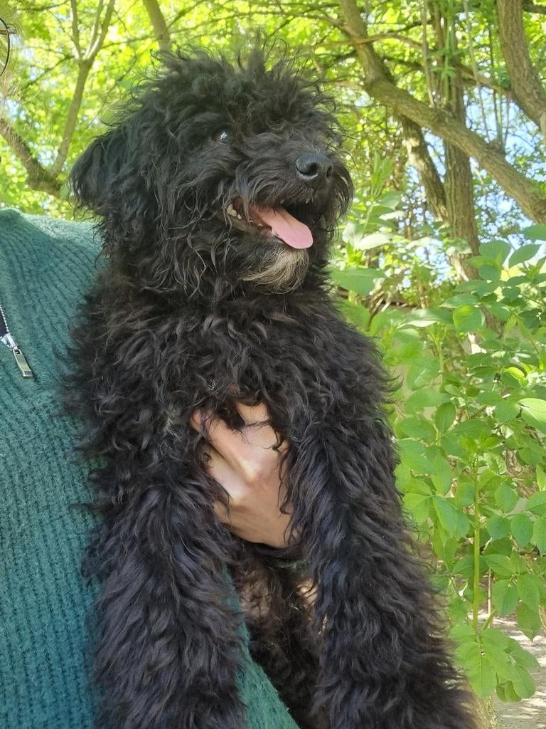 Vrolijke dwergpoedel / maltipoo, Poedel, Parvo, 15 weken tot 1 jaar, Reu