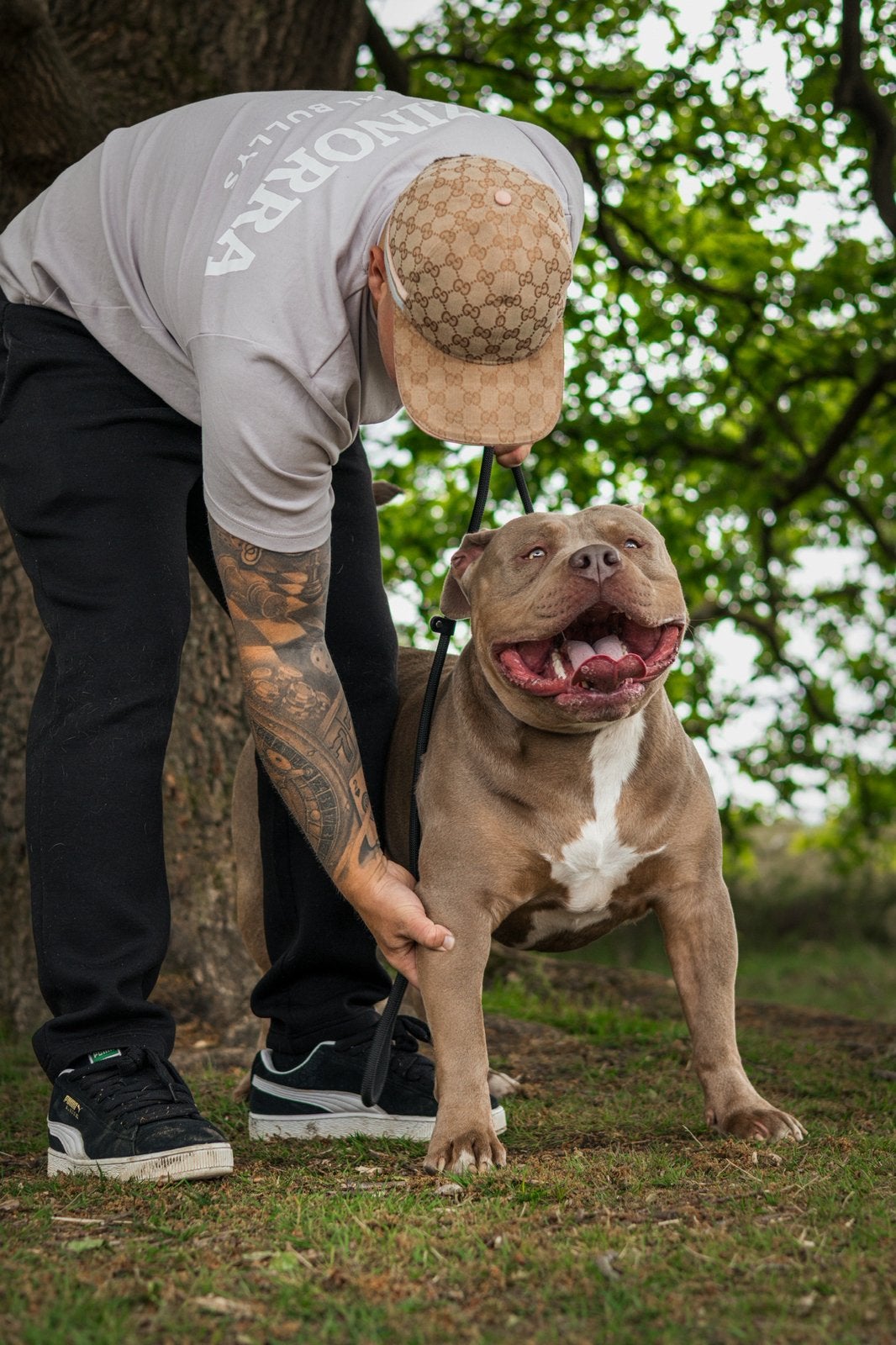DEKREU AMERICAN BULLY XL, 15 weken tot 1 jaar, Reu, CDV (hondenziekte), Eén hond