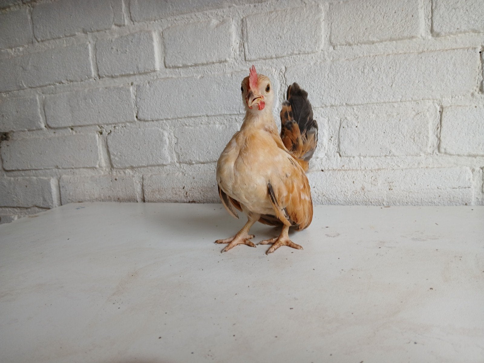 Serama haantje, Dieren en Toebehoren, Pluimvee, Kip, Mannelijk
