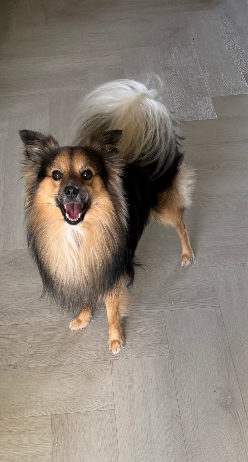 Gouden mandje gezocht Sheltie x cees 4 jaar reu, Reu, Eén hond, Klein, CDV (hondenziekte)