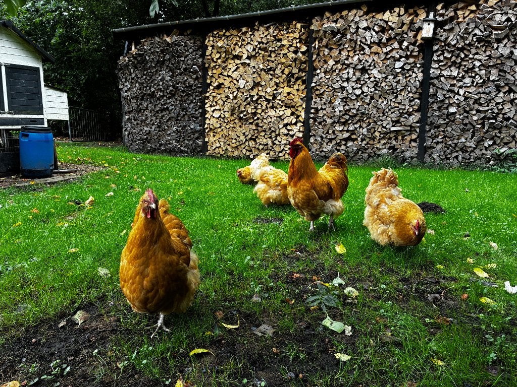 Orpington buff koppel, Dieren en Toebehoren, Meerdere dieren, Kip