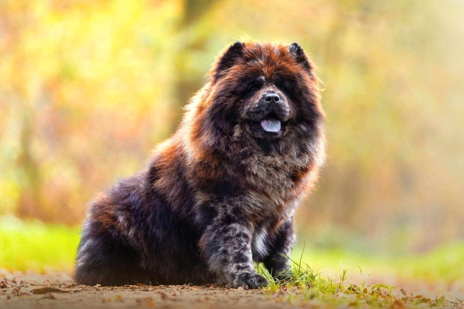 Chow chow dek reu bennie, Nederland, Reu, Parvo, Eén hond