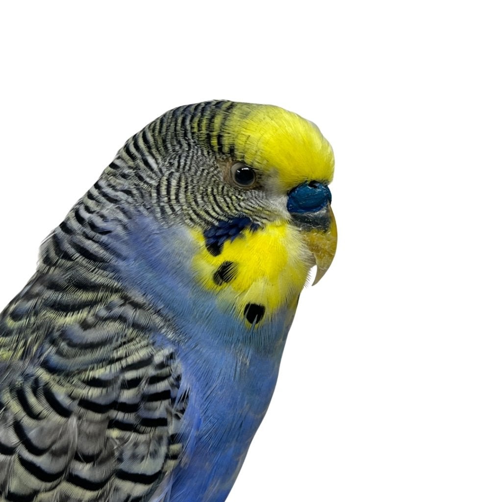 Opgezette blauwe grasparkiet, Ophalen of Verzenden, Nieuw, Vogel, Opgezet dier