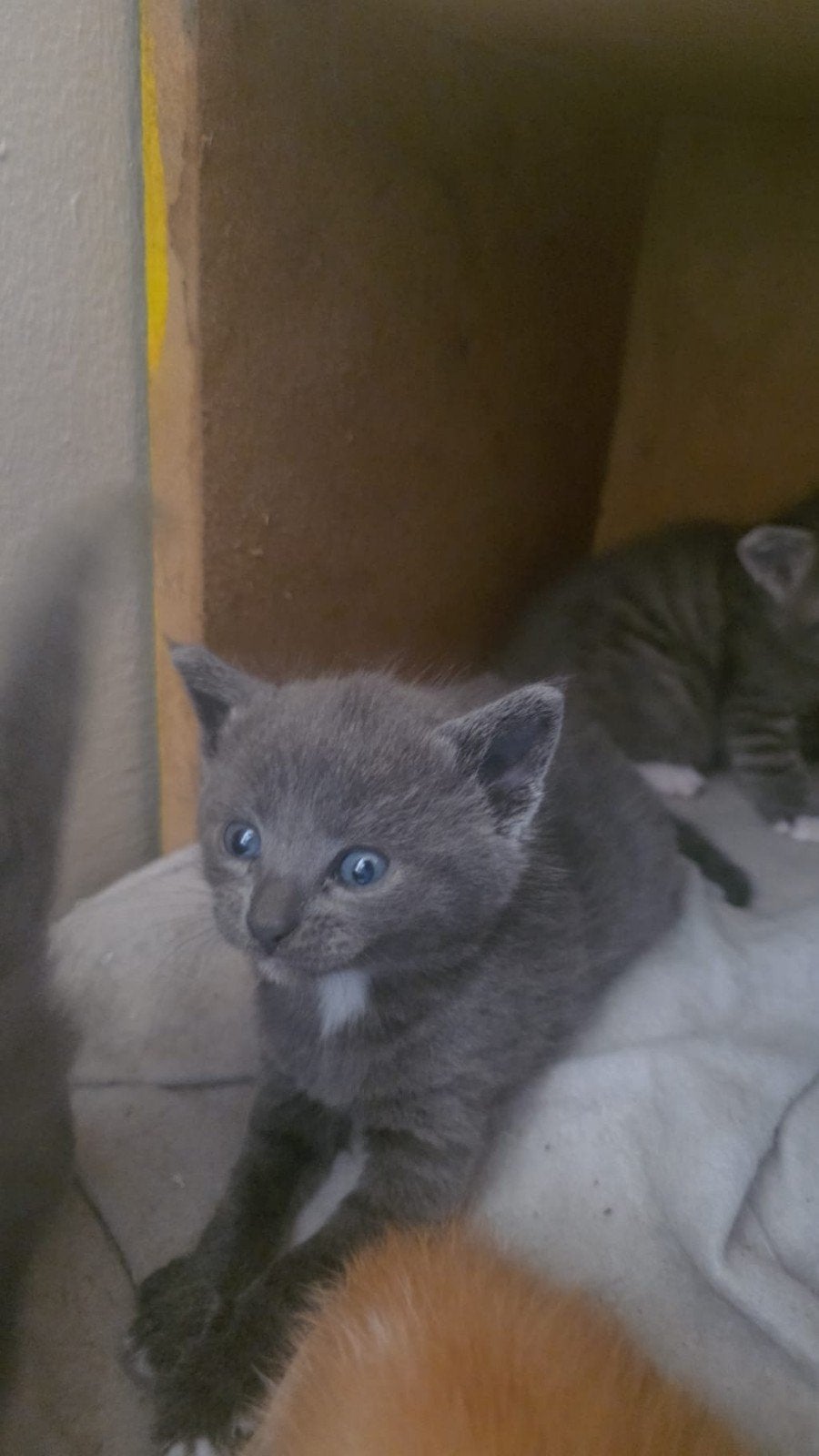 lieve ondeugende kittens ( vrouwtjes), Meerdere dieren, Ontwormd