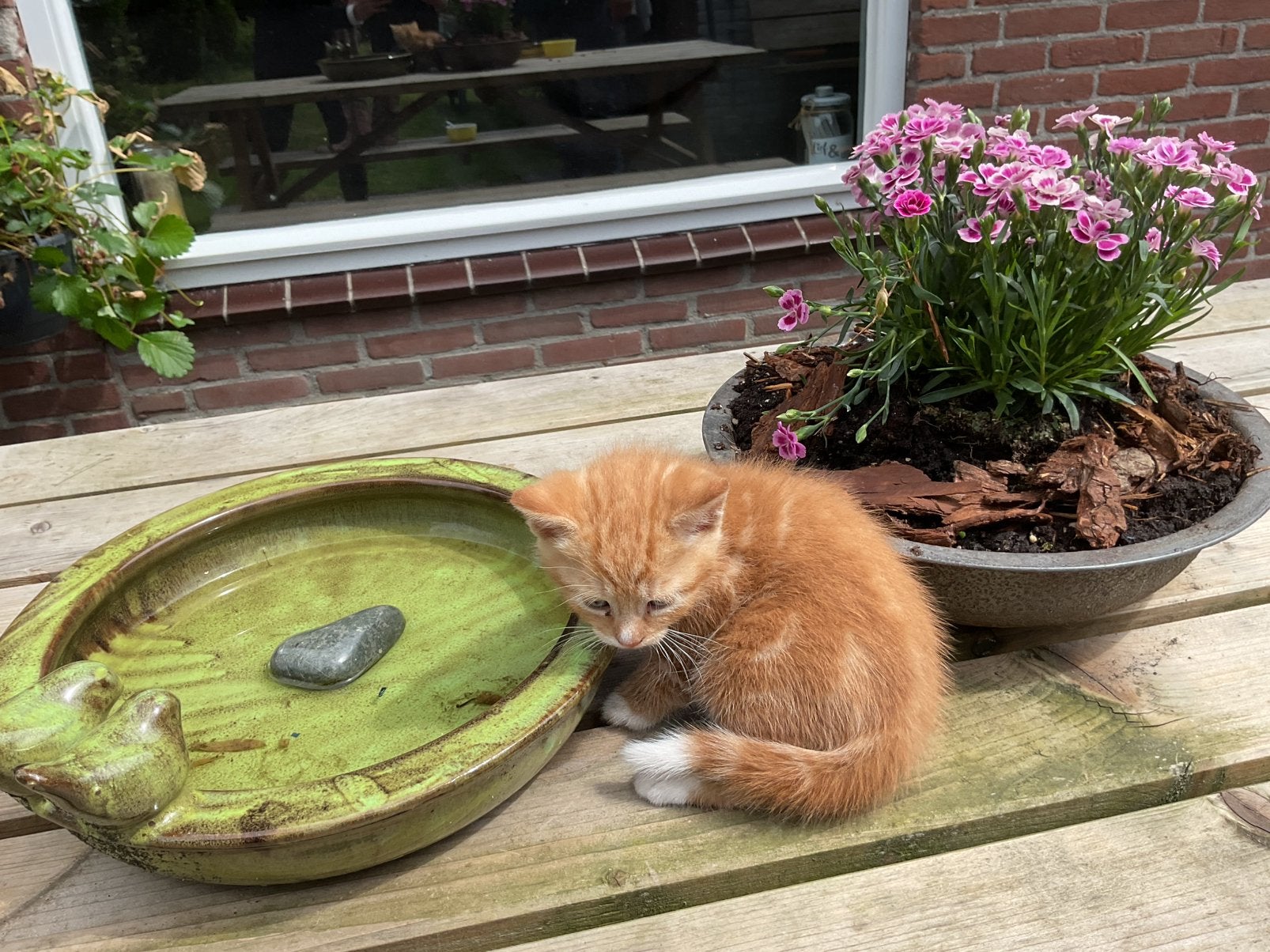 Drie mooie rode kittens te koop. €20,00 per kitten., Dieren en Toebehoren, Meerdere dieren, Kortharig, 0 tot 2 jaar