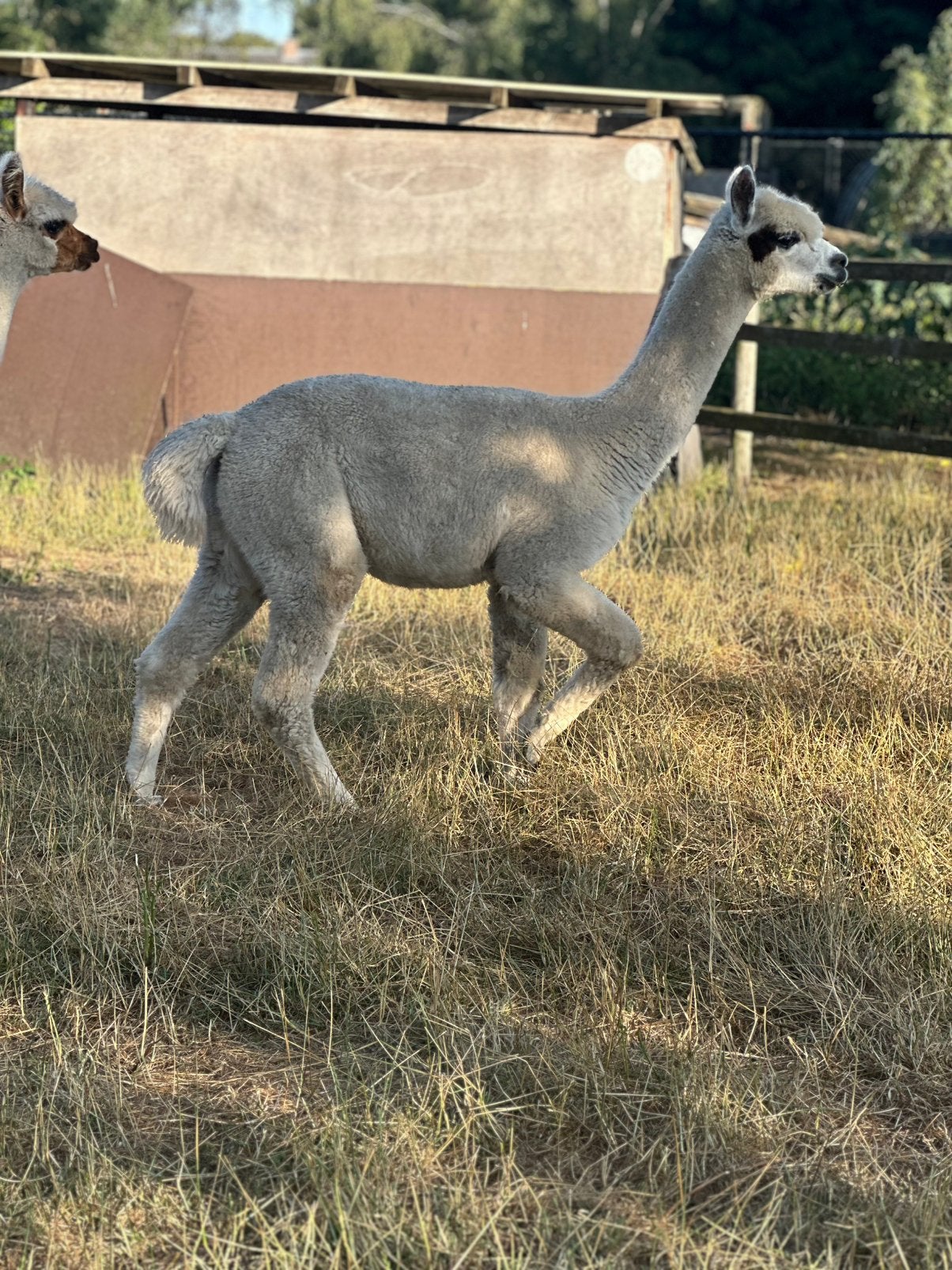Alpaca hengst wit met bruine spot 1 jaar, Juli, Mannelijk