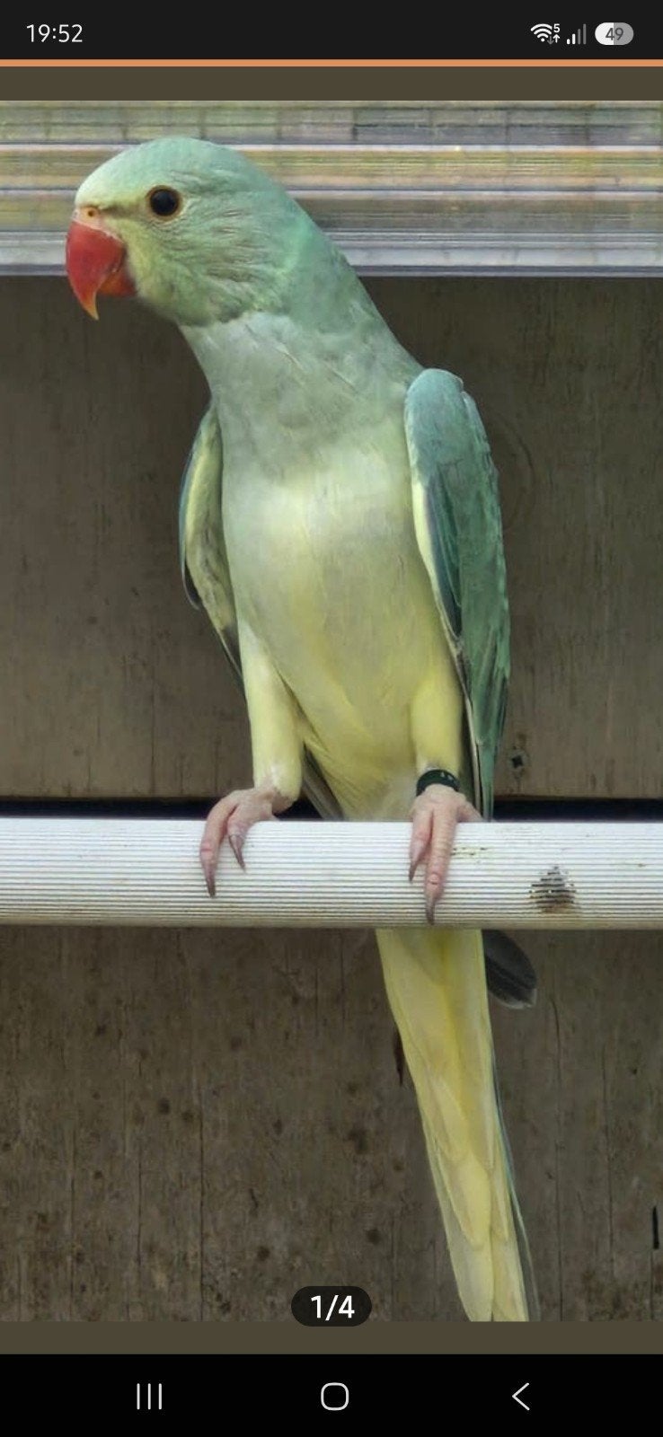 halsband parkieten Aqau kweek 26, Dieren en Toebehoren, Vogels | Parkieten en Papegaaien, Meerdere dieren, Parkiet, Geringd