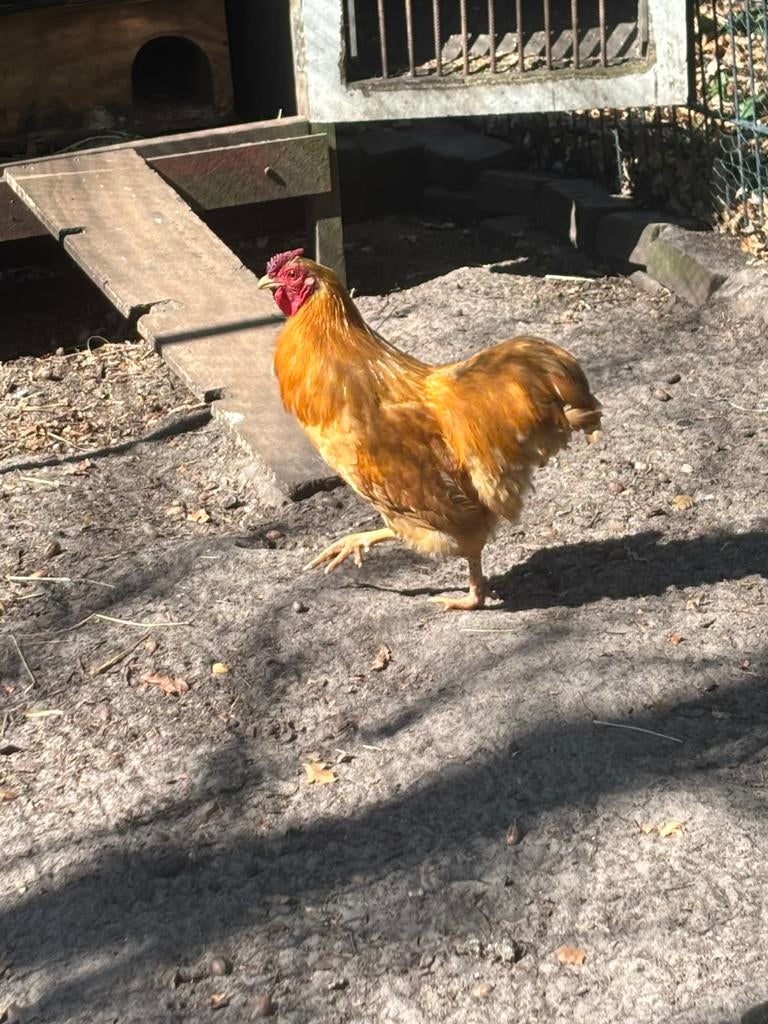 Wyandotte haan, Dieren en Toebehoren, Pluimvee, Kip, Mannelijk