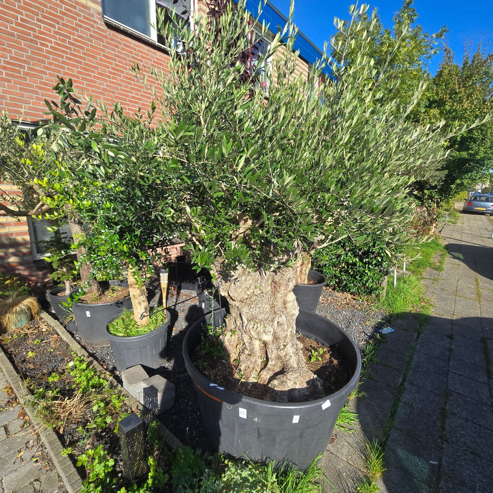 2 zeer oude olijfbomen  EXTREEM GROOT  € 1250 voor  2 stuks, 100 tot 250 cm, Olijfboom, Zomer, Ophalen