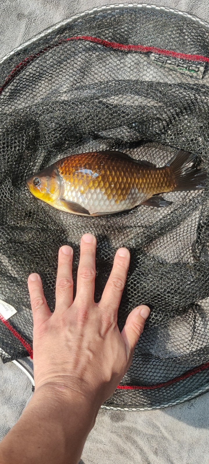 Grote goudvis gratis zsm ophalen, Dieren en Toebehoren
