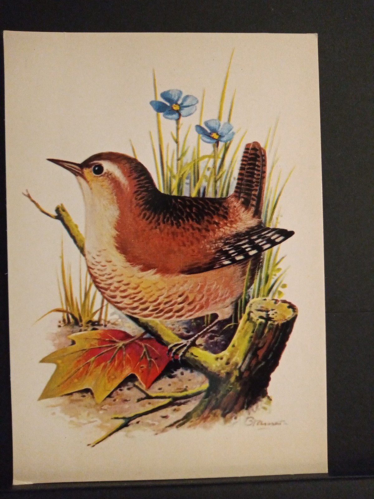 Winterkoninkje en Roodborst 2 kaarten, Verzenden, 1980 tot heden, Ongelopen, Vogel