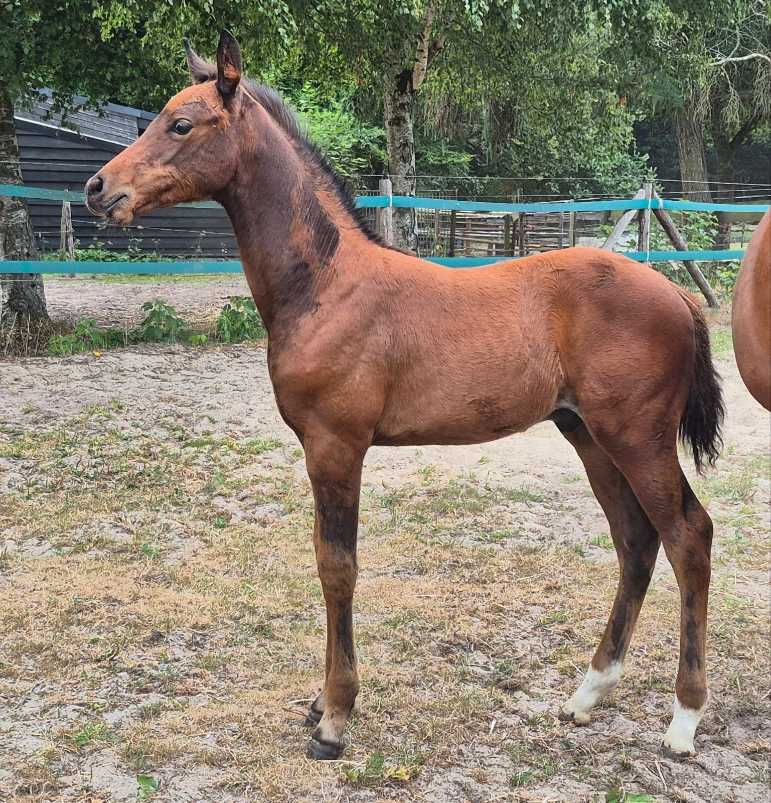 stoer hengstveulen springgefokt,Next in line x Clinton te ko, Springpaard, Minder dan 160 cm, Met stamboom, 0 tot 2 jaar