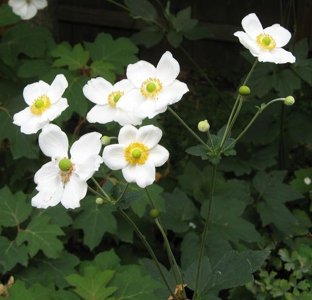 Herfst Anemoon, Tuin en Terras, Planten | Tuinplanten, Vaste plant, Halfschaduw, Herfst, Ophalen