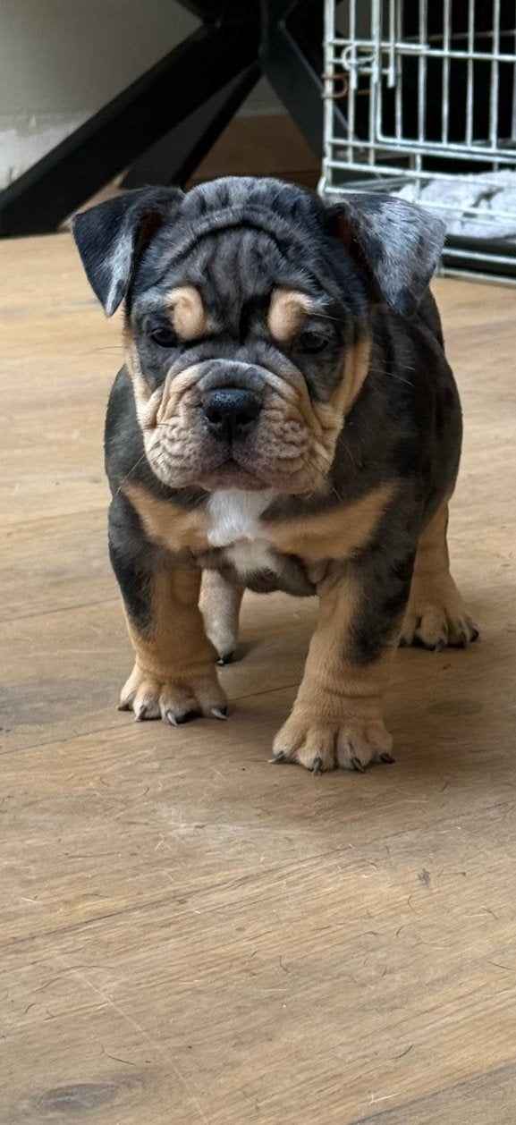 Old English bulldog teefje mag verhuizen., Dieren en Toebehoren, Teef, Bulldog, Eén hond, Nederland