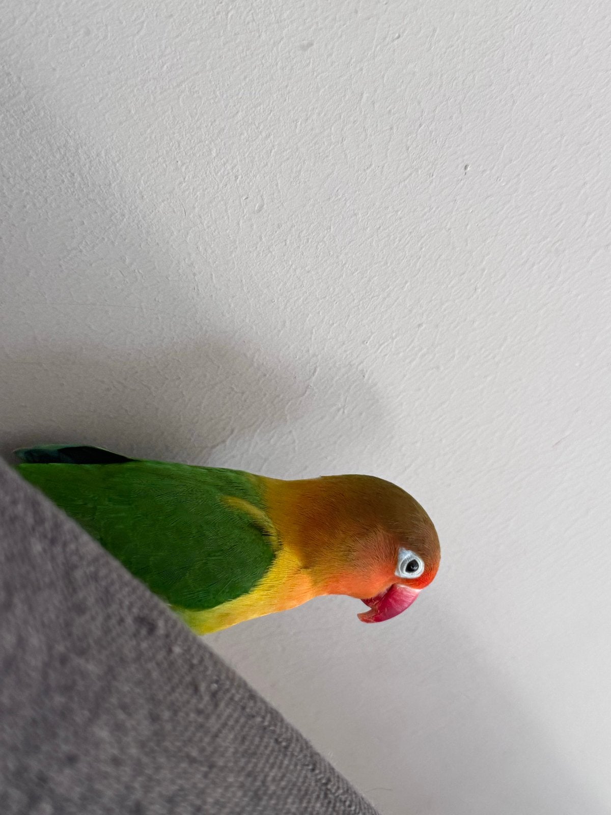 Argaponis, Dieren en Toebehoren, Geslacht onbekend, Dwergpapegaai of Agapornis, Geringd