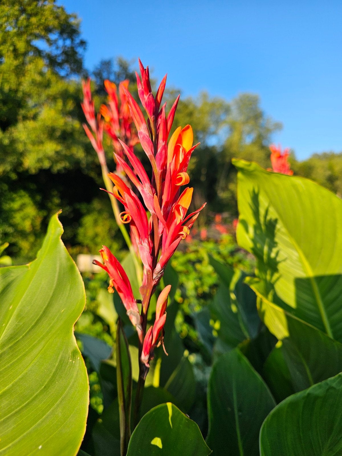 Canna Altensteinii (4=25, zeldzaam, 170 cm, bloeit), Ophalen, Volle zon, Wortelstok