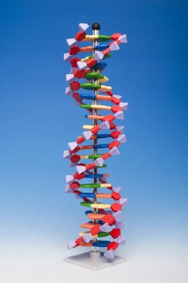 MolyMod Educatief DNA Bouwpakket - 22 Baseparen, Ophalen of Verzenden, Zo goed als nieuw