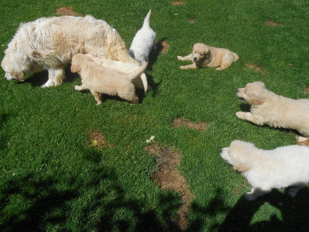 Prachtige Golden Retriever pups, Golden retriever, 8 tot 15 weken, Meerdere, Meerdere dieren