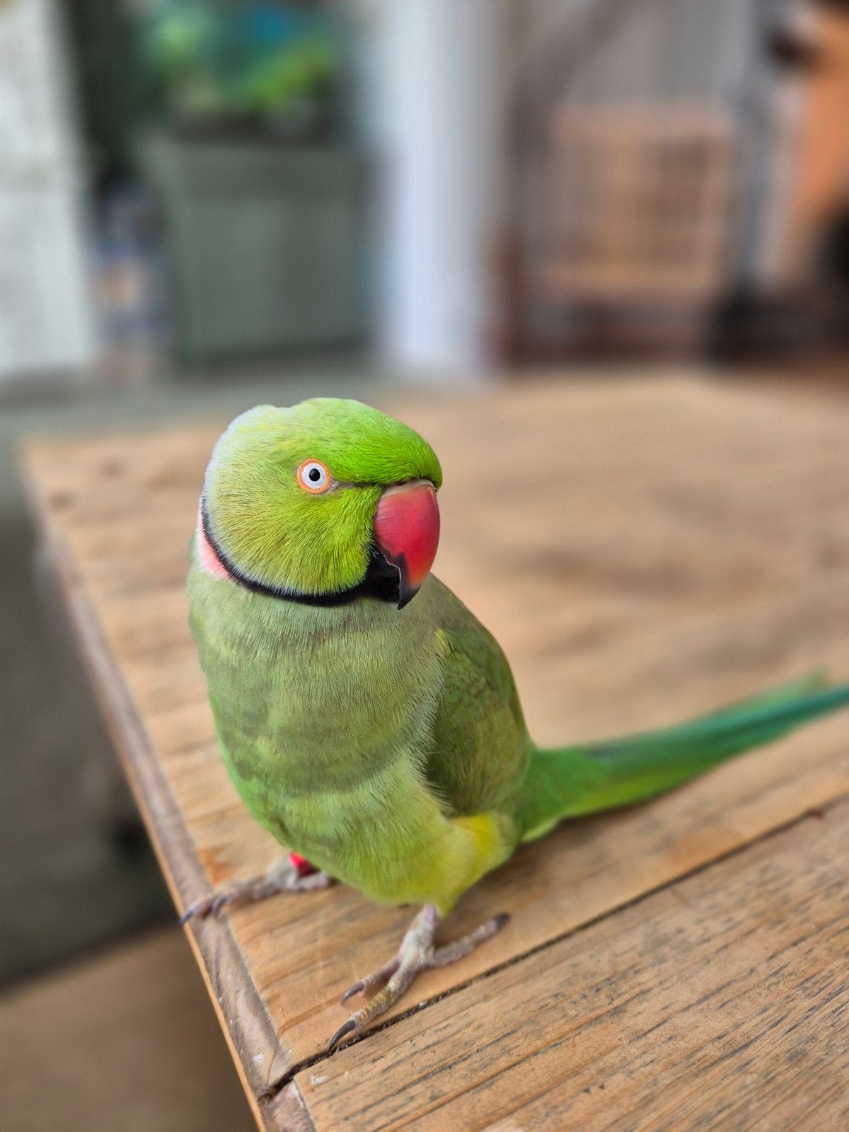 halsbandparkiet mannetje., Dieren en Toebehoren, Vogels | Parkieten en Papegaaien, Mannelijk, Parkiet