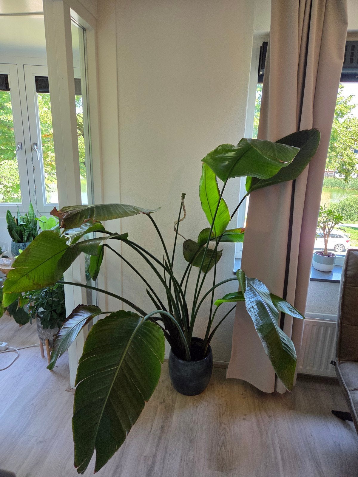 Strelitzia plant - Paradijsvogelplant (exclusief pot), Huis en Inrichting, Ophalen, Overige soorten, 150 tot 200 cm, Volle zon