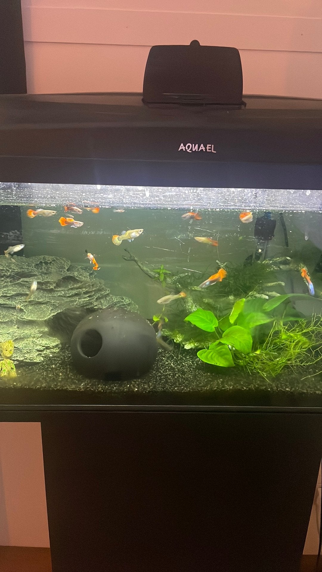 Baby Guppies!, Dieren en Toebehoren