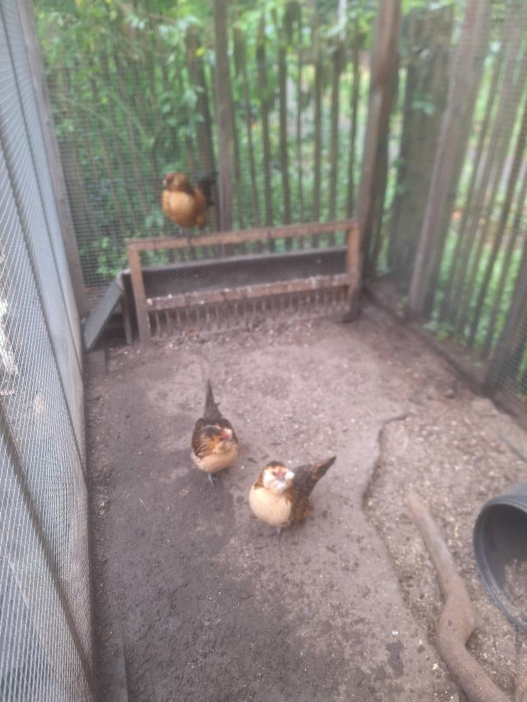 Antwerpse baardkriel, Dieren en Toebehoren, Meerdere dieren, Kip