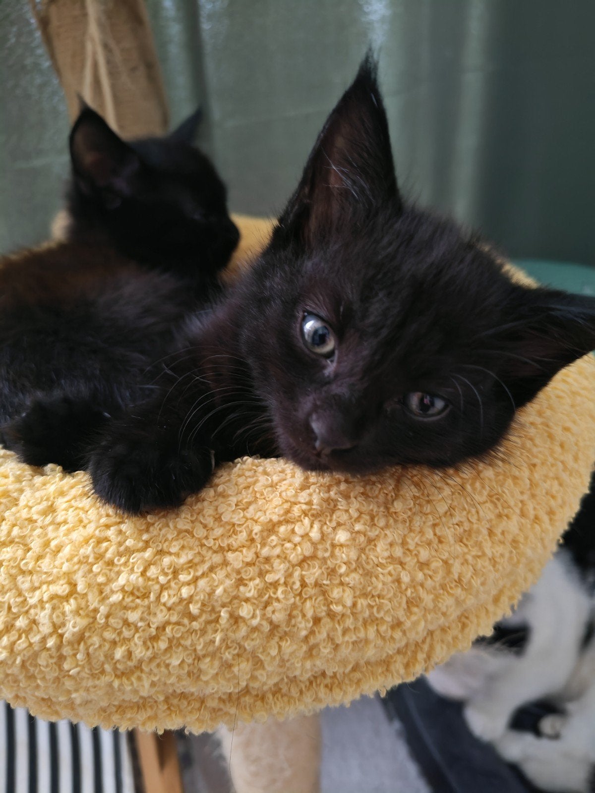Maine Coon kruising Ek, Dieren en Toebehoren, Katten en Kittens | Raskatten | Langhaar, Poes, Gechipt