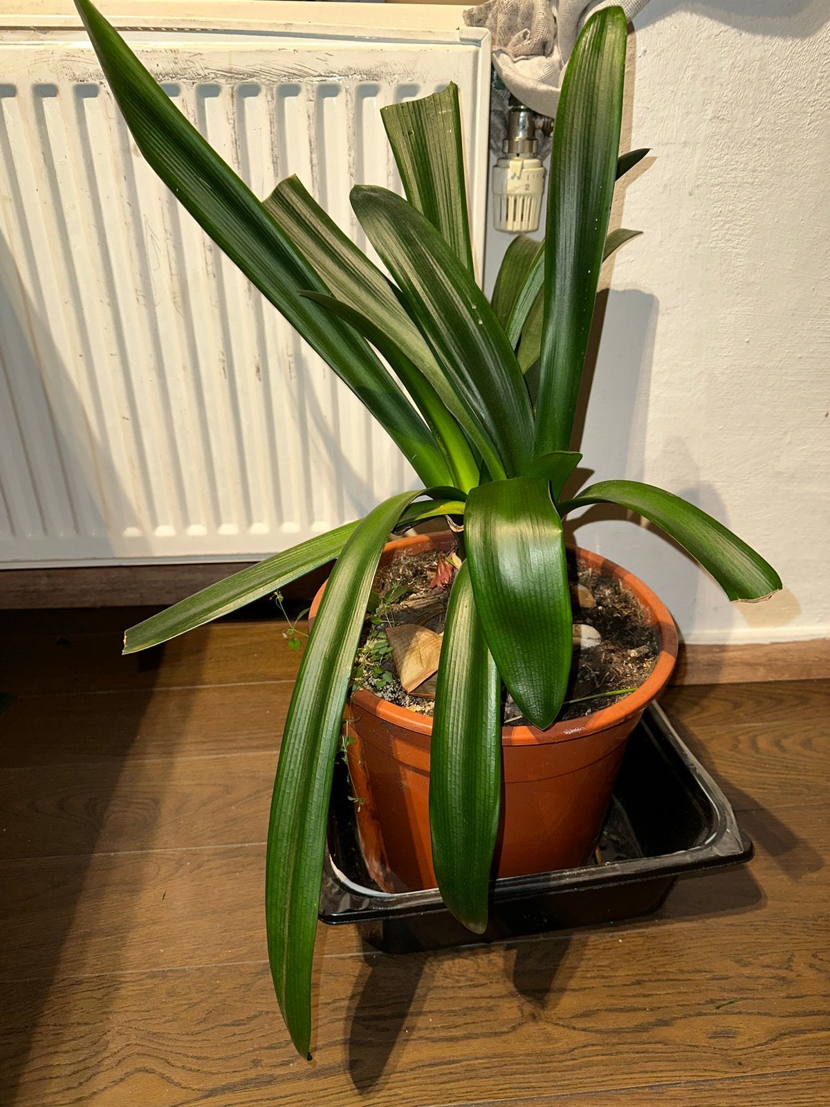 Clivia plant in pot, Overige soorten, In pot, Minder dan 100 cm, Groene kamerplant