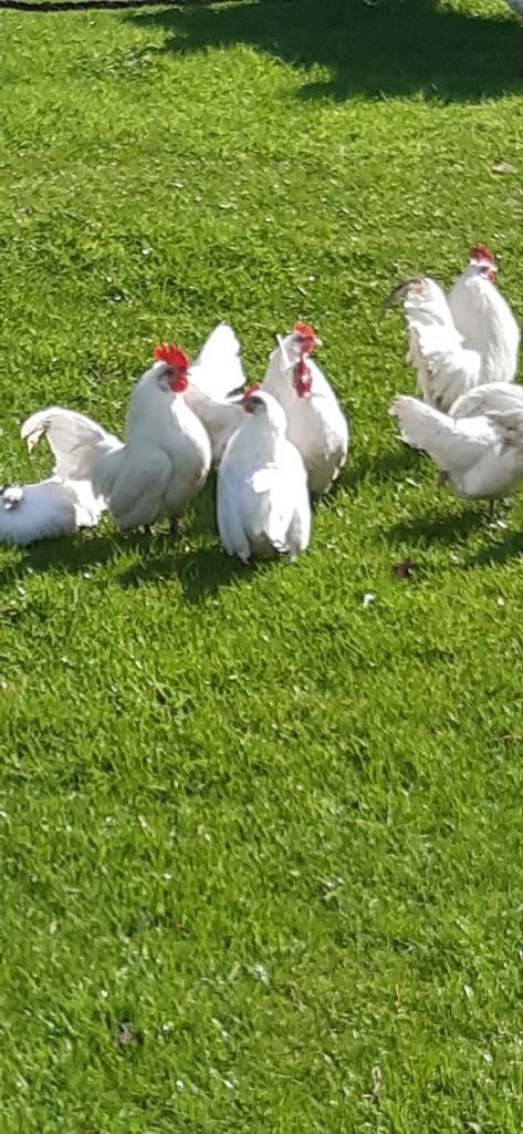 Hollandse witten kriel., Dieren en Toebehoren, Pluimvee, Meerdere dieren, Kip